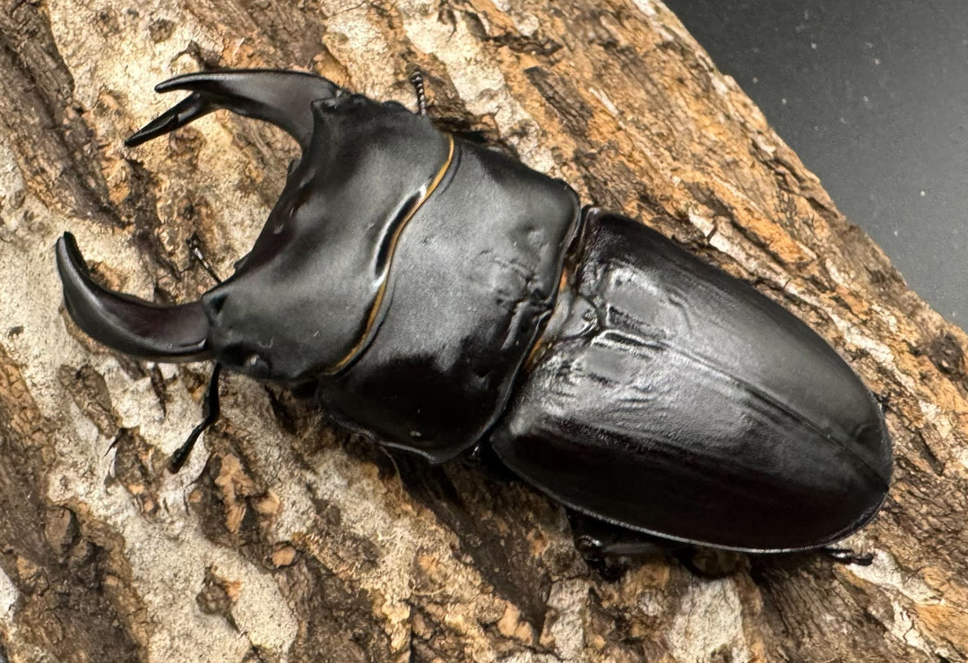 《ホペイオオクワ G160 74mm ペア》