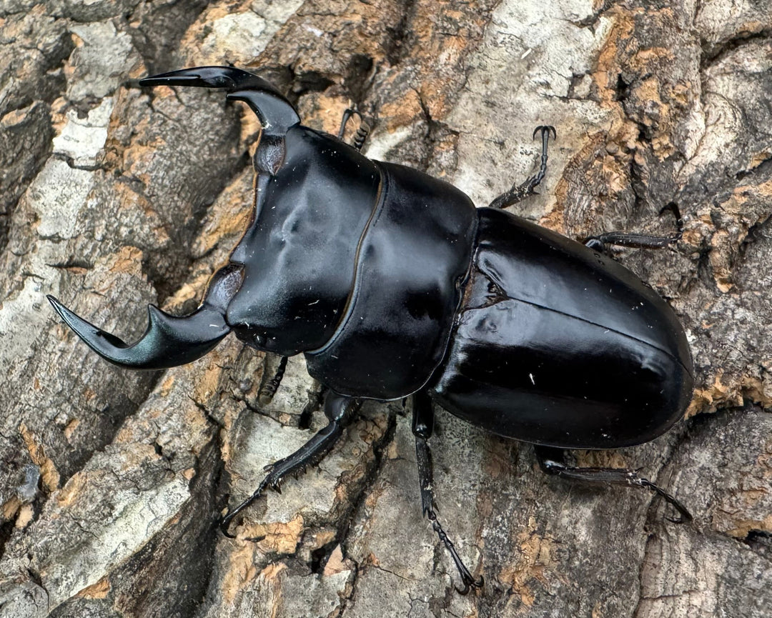 《インドアンタエウス タイガーヒル産 70mm ペア》