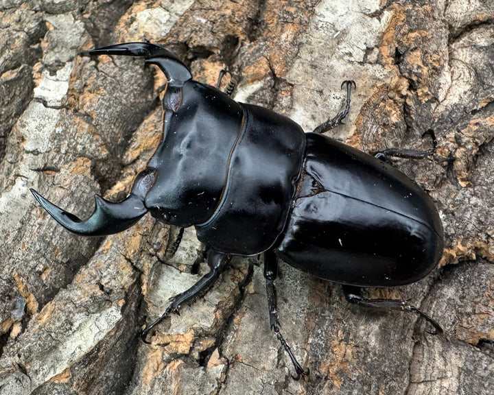 《インドアンタエウス タイガーヒル産 70mm ペア》