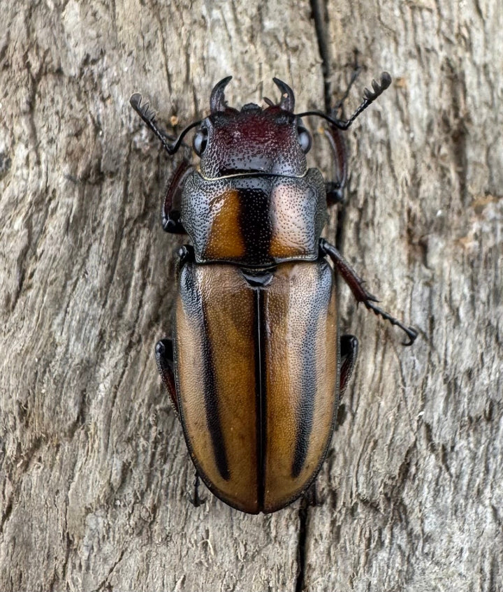 【WD】《アッサムホソアカ原名亜種 30.5mm A'品♂♀♀トリオ》