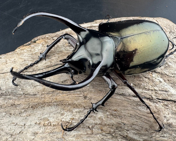 【WD】《アトラスオオカブト原名亜種 パロロ パル産 86mm ペア》