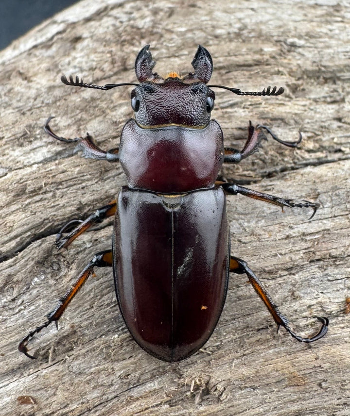 【WD】《マラッシミヤマ（マラッツィミヤマ） 48.5mm ペア》