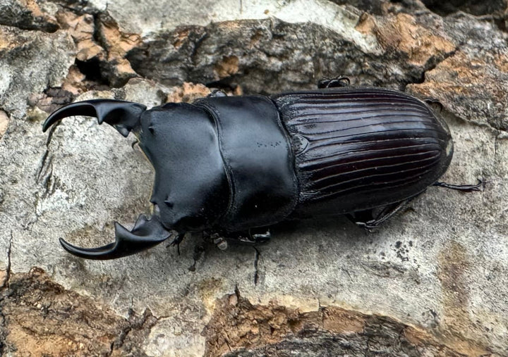 【F0】《カントンネブト Free ペア》