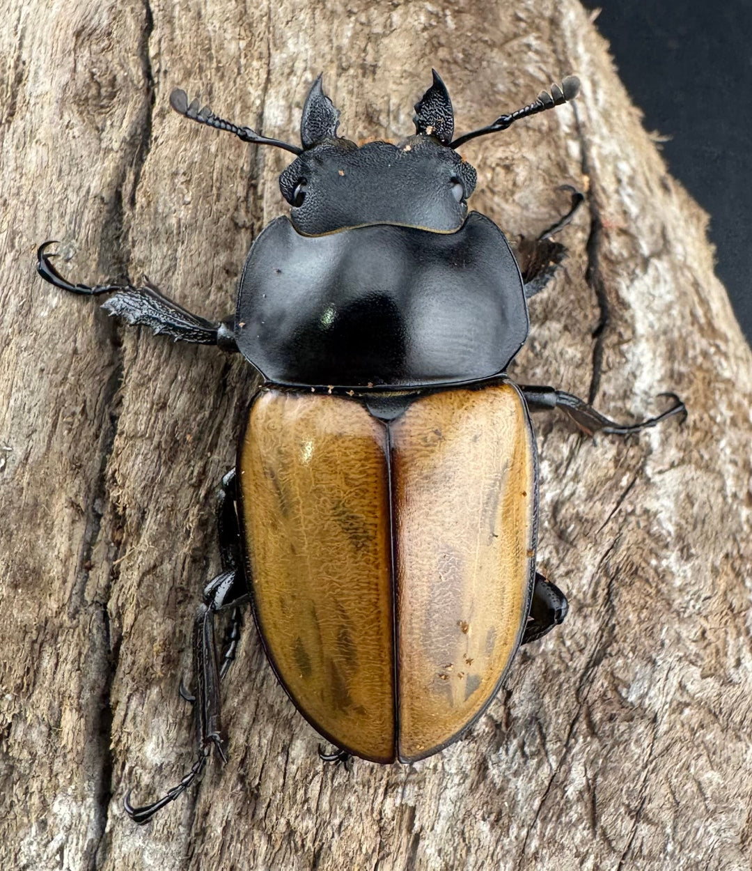 【WD】《ニティドゥスマルバネ亜種lemeei 広西壮族産 47mm ペア》②