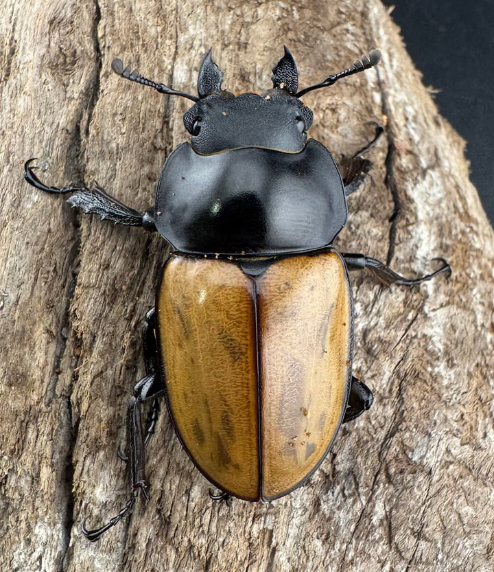 【WD】《ニティドゥスマルバネ亜種lemeei 広西壮族産 47mm ペア》②