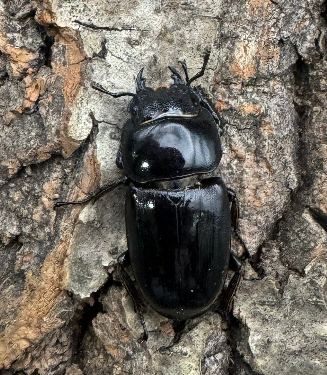 特別特価!!【WD】《タウルスヒラタ ミンダナオ産 ペア》