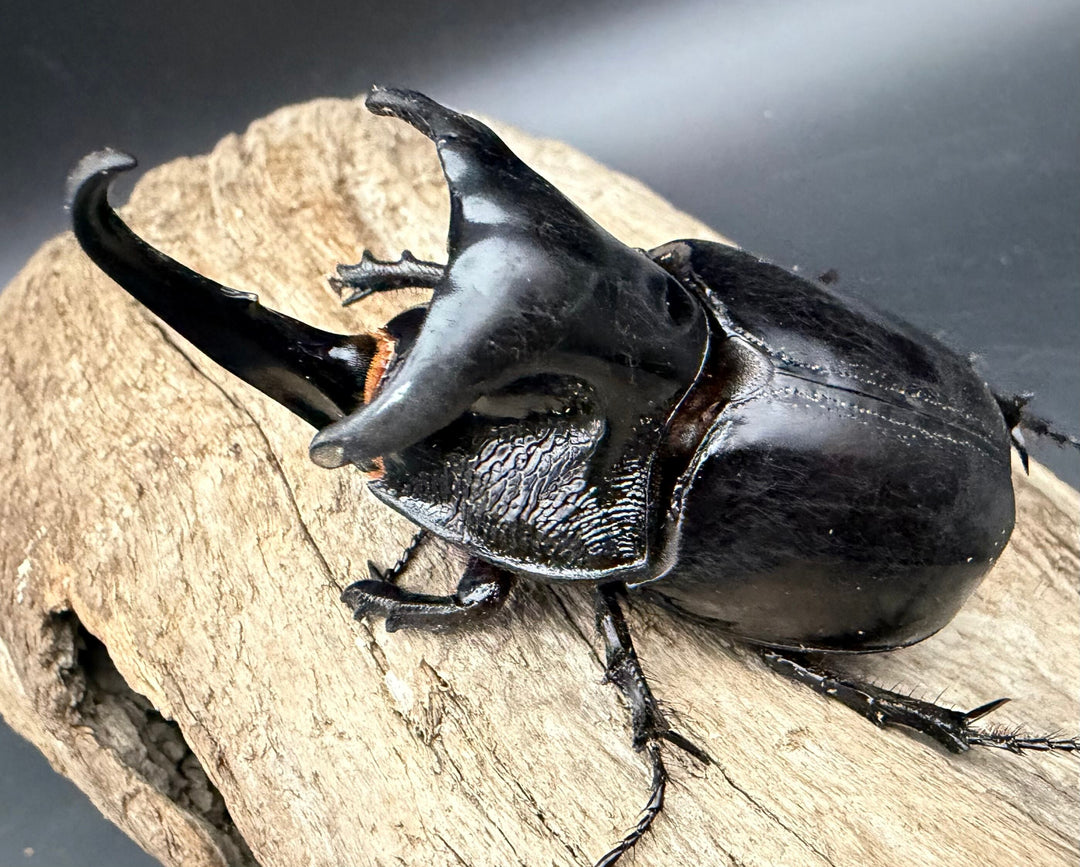 【WD】《オオツノメンガタカブト 69mm ペア》