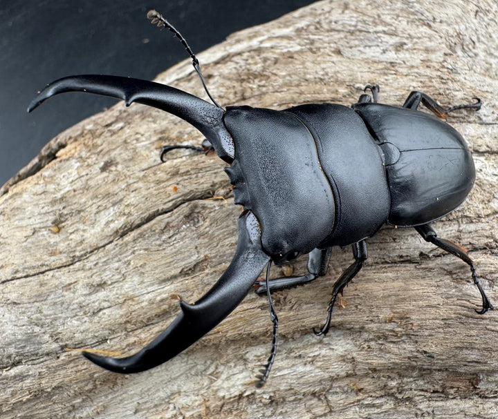 【WD】《ウンナンヒラタ(内歯消滅タイプ) 貴州省産 67mm A'品ペア》