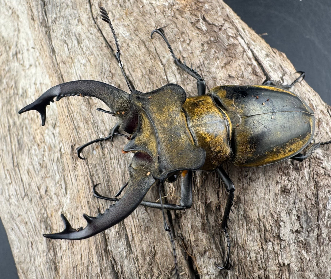 【WD】《セリケウスミヤマ原名亜種 62mm ペア》