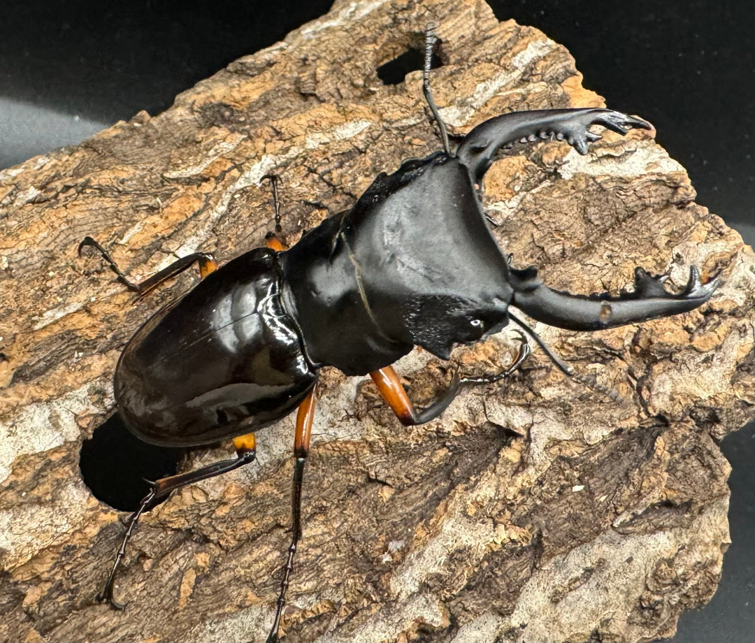 【WD】《インペリアリスツヤ亜種komorii 66.5mm ペア》