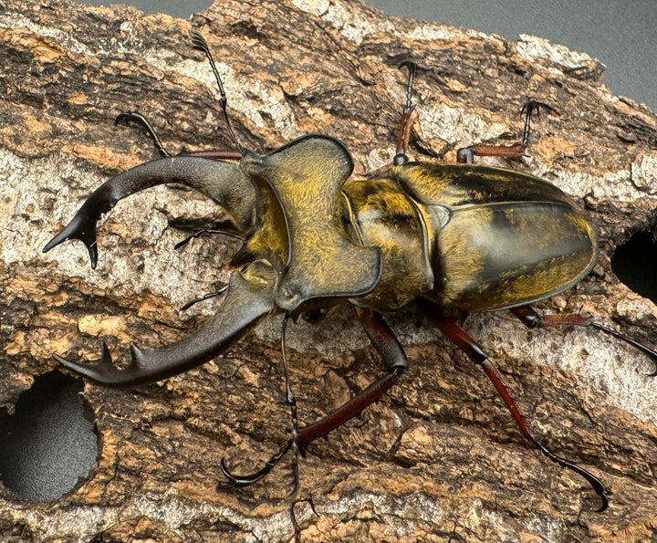 【WD】《セリケウスミヤマ原名亜種 68mm ペア》