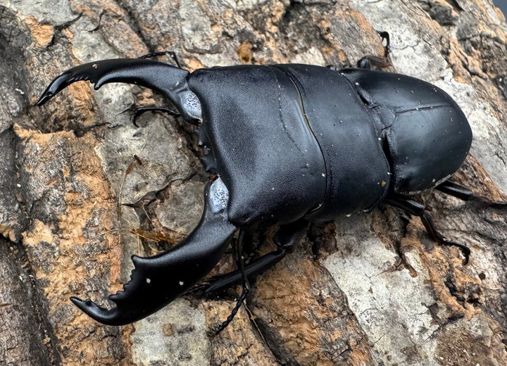 【WD】《西ペレンオオヒラタ（スラウェシオオヒラタクワガタ） 79mm ペア》