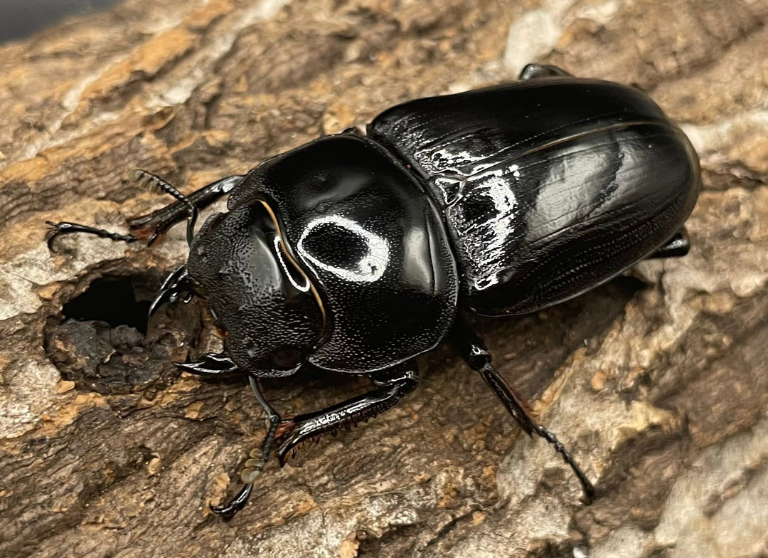 《インドグランディス亜種moriyai Garda95.0血統 80mm ペア》