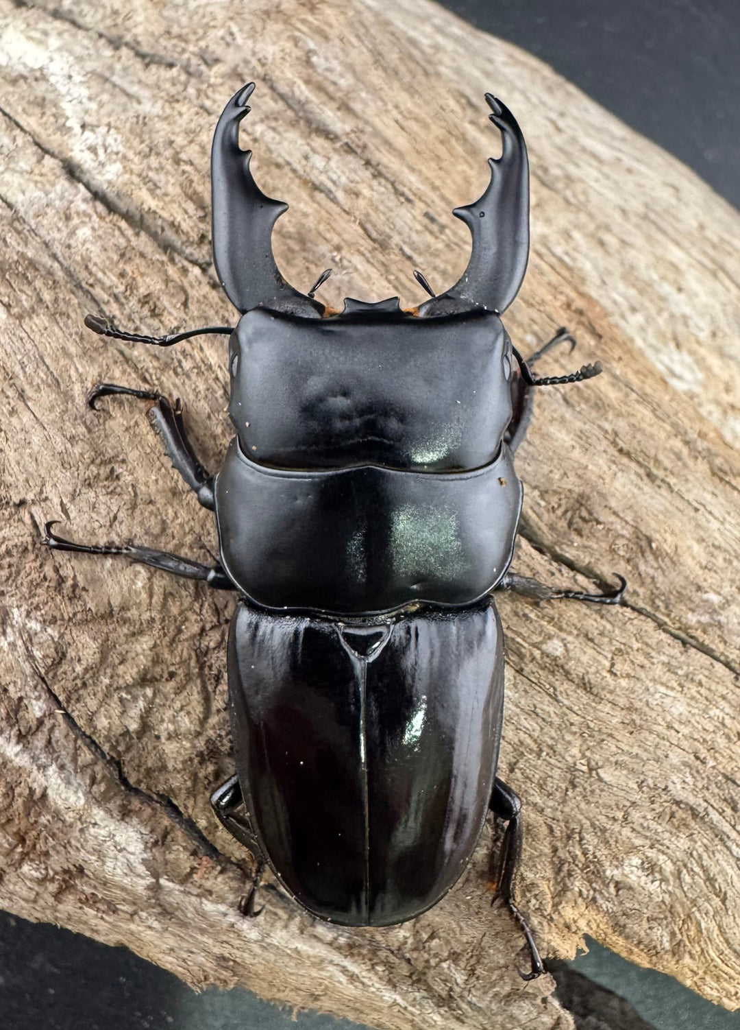 【WF1】《ダエダリオンヒラタ カオバン産 57.5mm ペア》