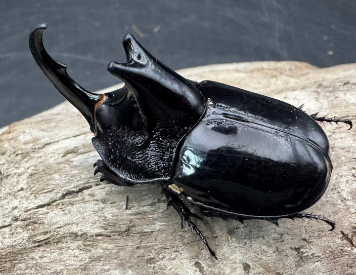 【WD】《オオツノメンガタカブト 南カリマンタン産 55mm A’品ペア》