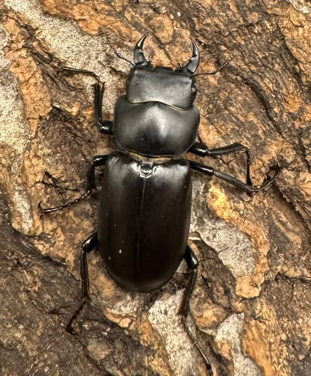 【WD】《ドルクス タオ 29mm ペア》