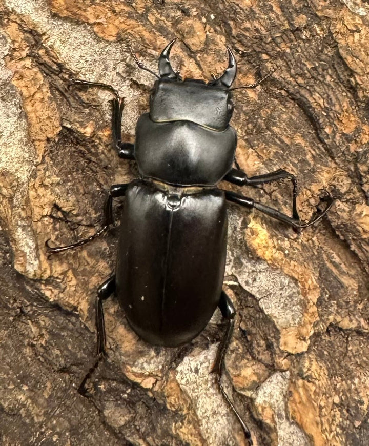 【WD】《ドルクス タオ 29mm ペア》