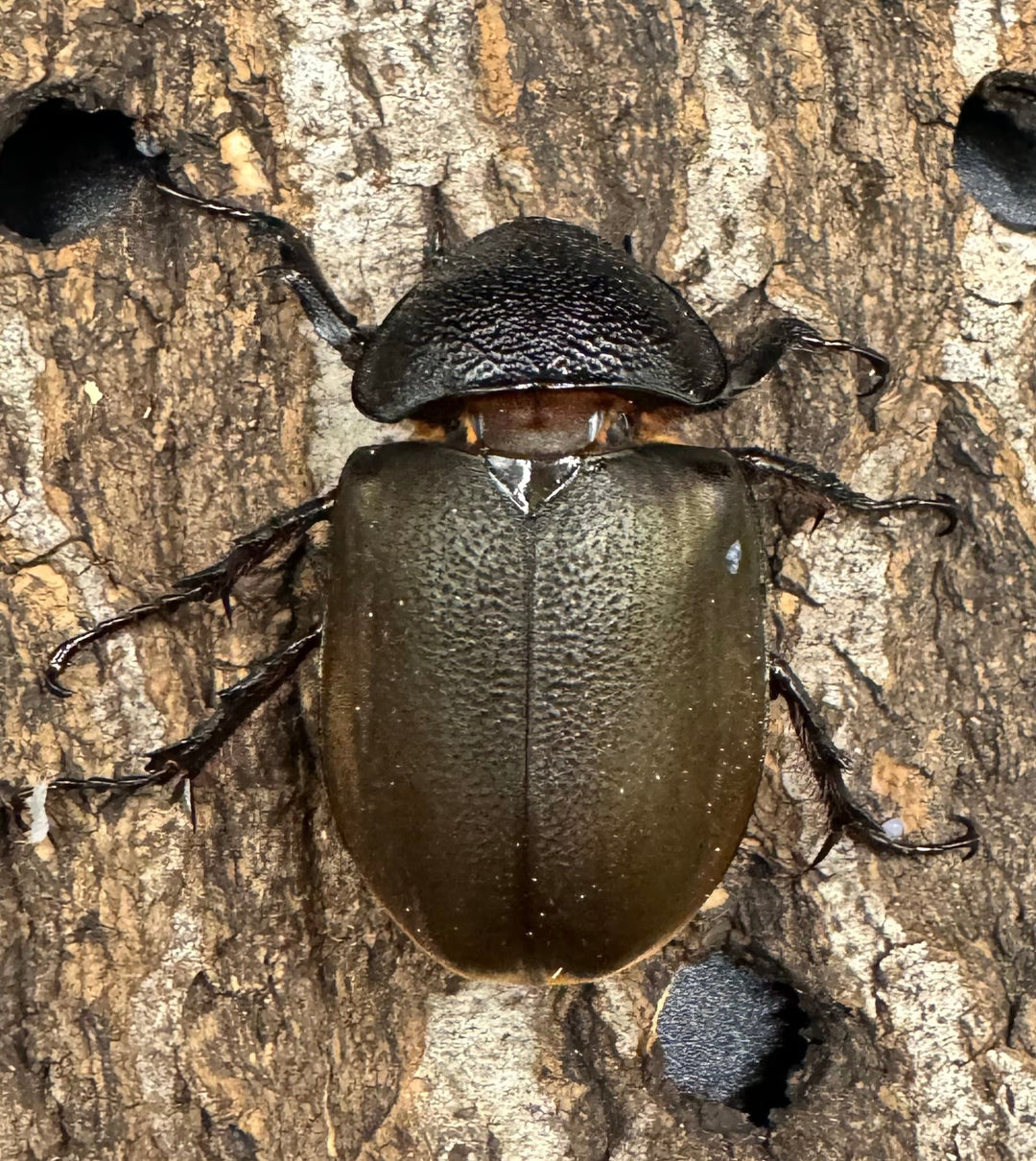 【WD】《タイリクコーカサスオオカブト タイ産 108mm ペア》