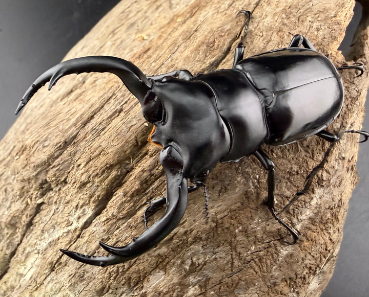 《ウエストウッディ亜種カズミアエ 71.5mm ペア》