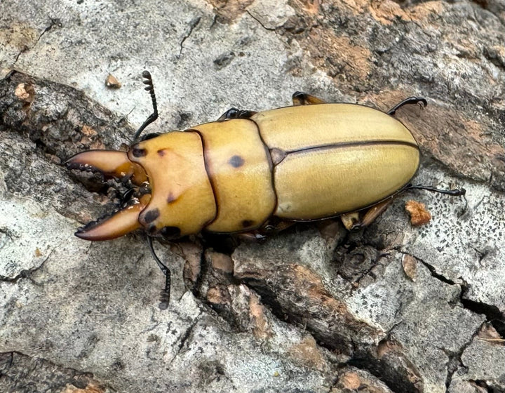 【WD】《オキピタリスノコギリ亜種astericus 27mm ペア》