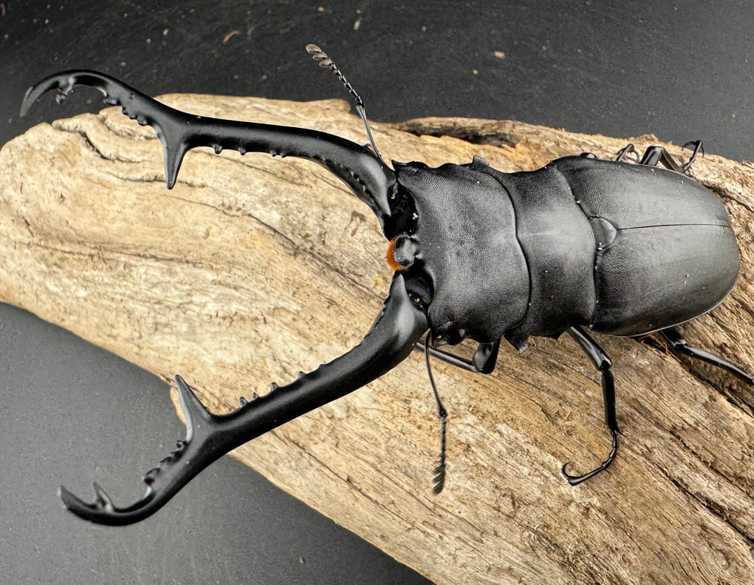 【WD】《 ギラファノコギリ亜種ケイスケ 107.5mm ♂単》