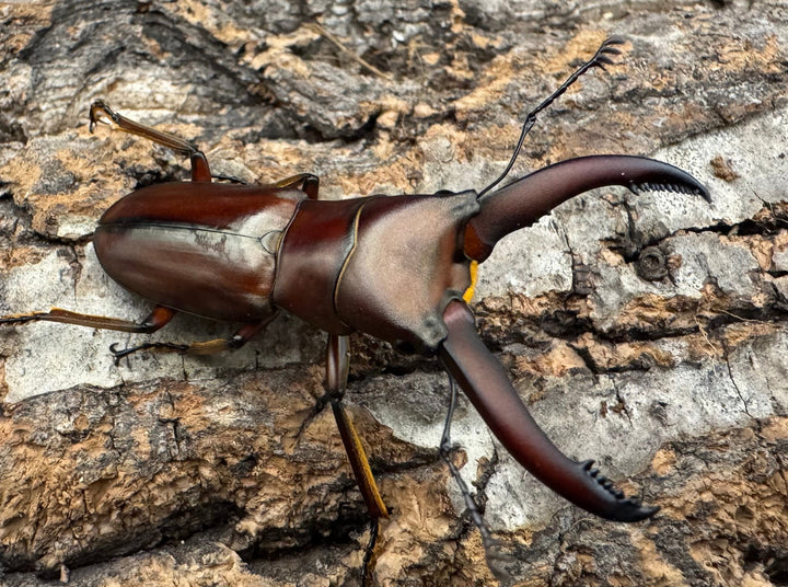 【WD】《ギラファホソアカクワガタ 49.5mm ペア》