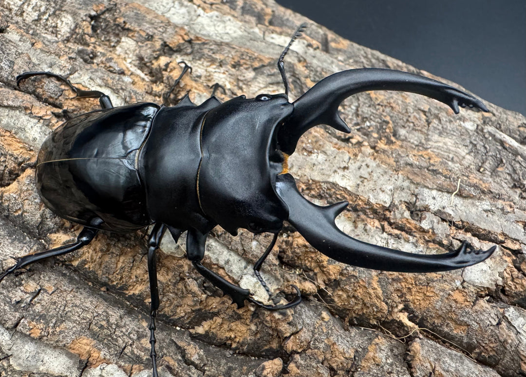 【WF1】《インターメディアツヤクワガタ 94mm ペア》