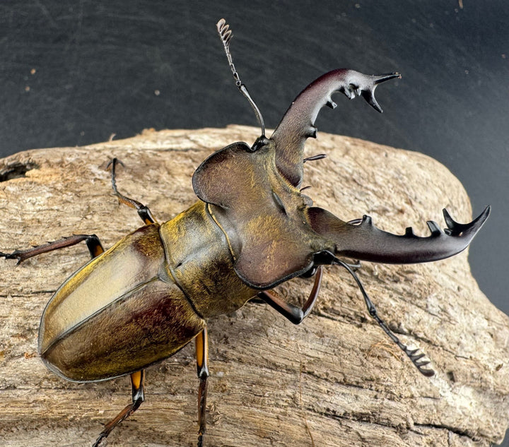 【WD】《ミヤマクワガタ 山形県産 65mm ペア》