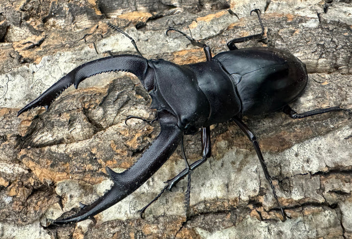 【WD】《マンディブラリスフタマタ 92mm ペア》