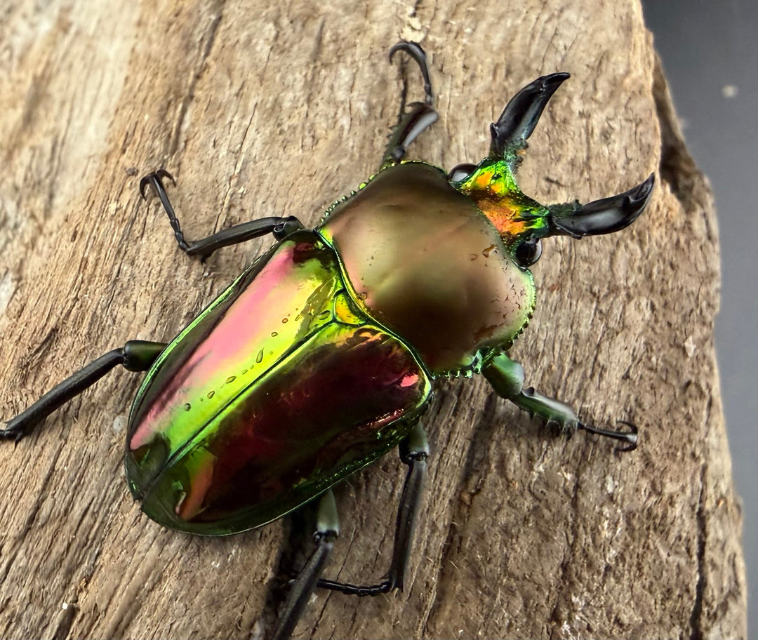 《ニジイロクワガタ 33.5mm ♂♀♀トリオ》