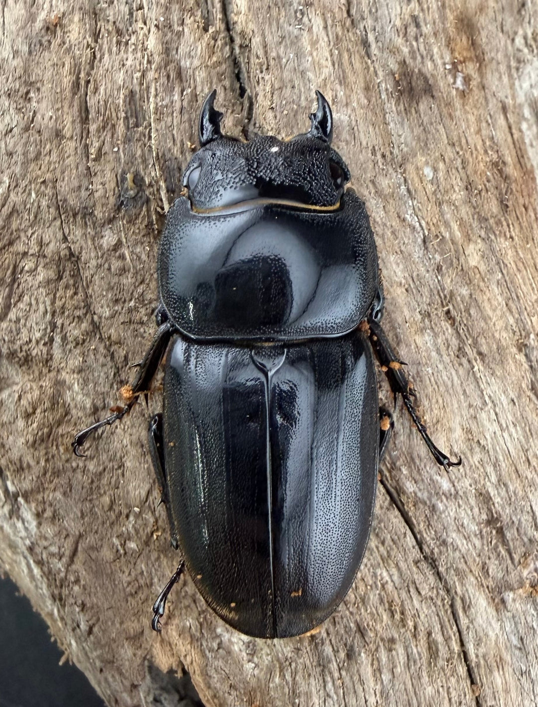 【WD】《ダイオウヒラタ 東ジャワ産 81mm ペア》