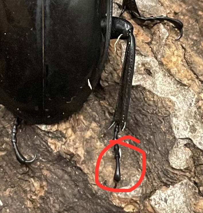 【WD】大型大歯《インターメディアツヤクワガタ 92mm A’品ペア》