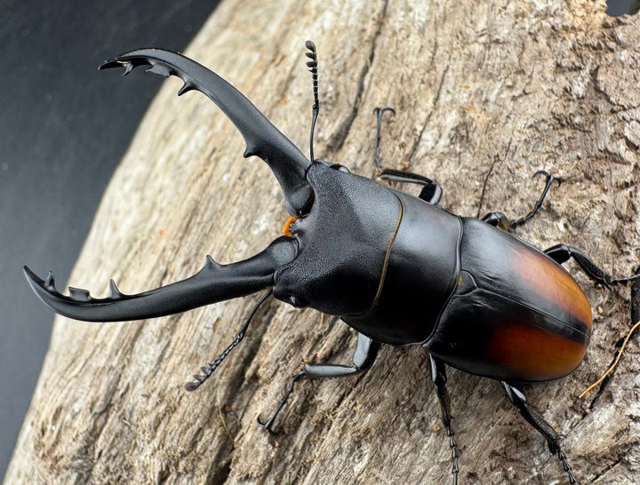 【WD】《スピネウスノコギリクワガタ 中国産 51.5mm ペア》