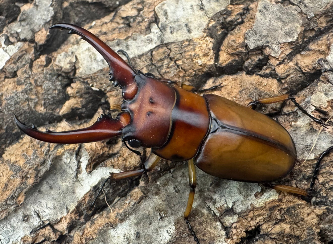 【WF3】《アスタコイデスノコギリ亜種ミズヌマイ 52mm ペア》