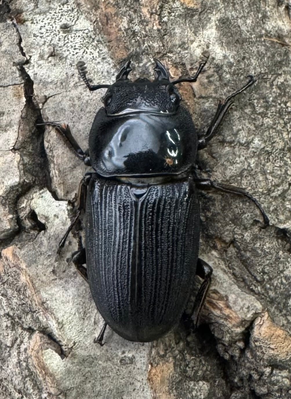 【WD】《ミンダナオパリーオオクワ  44mm ペア》