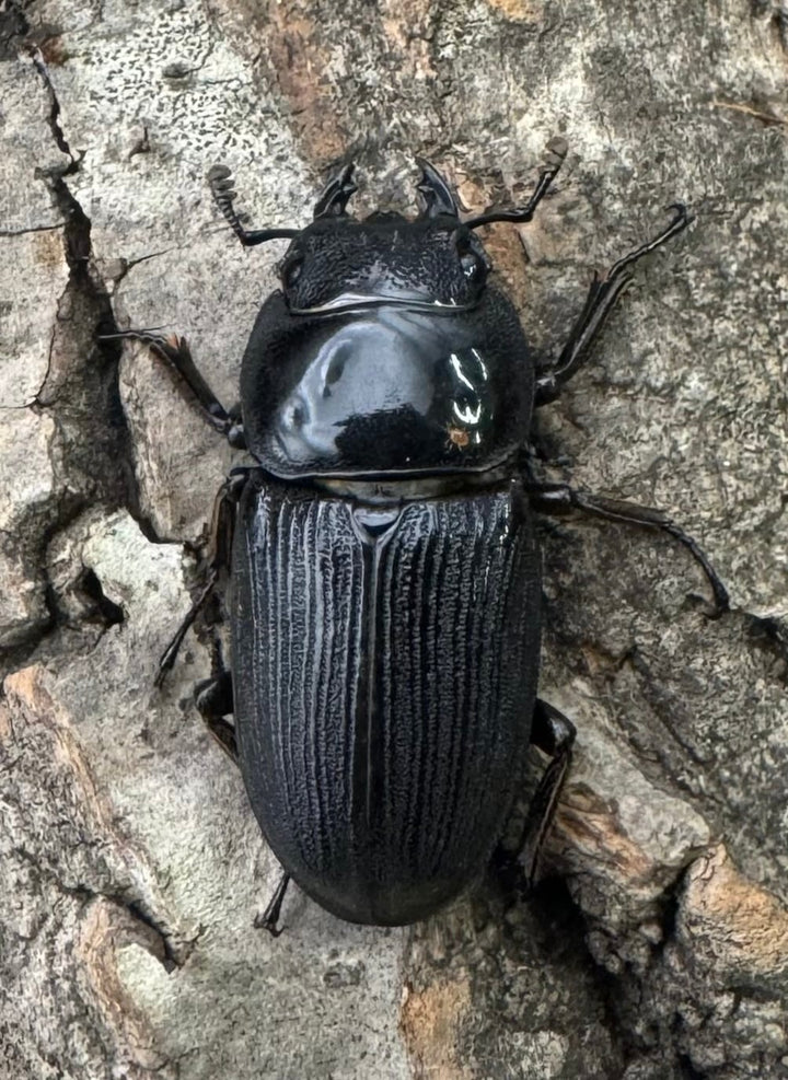 【WD】《ミンダナオパリーオオクワ  44mm ペア》