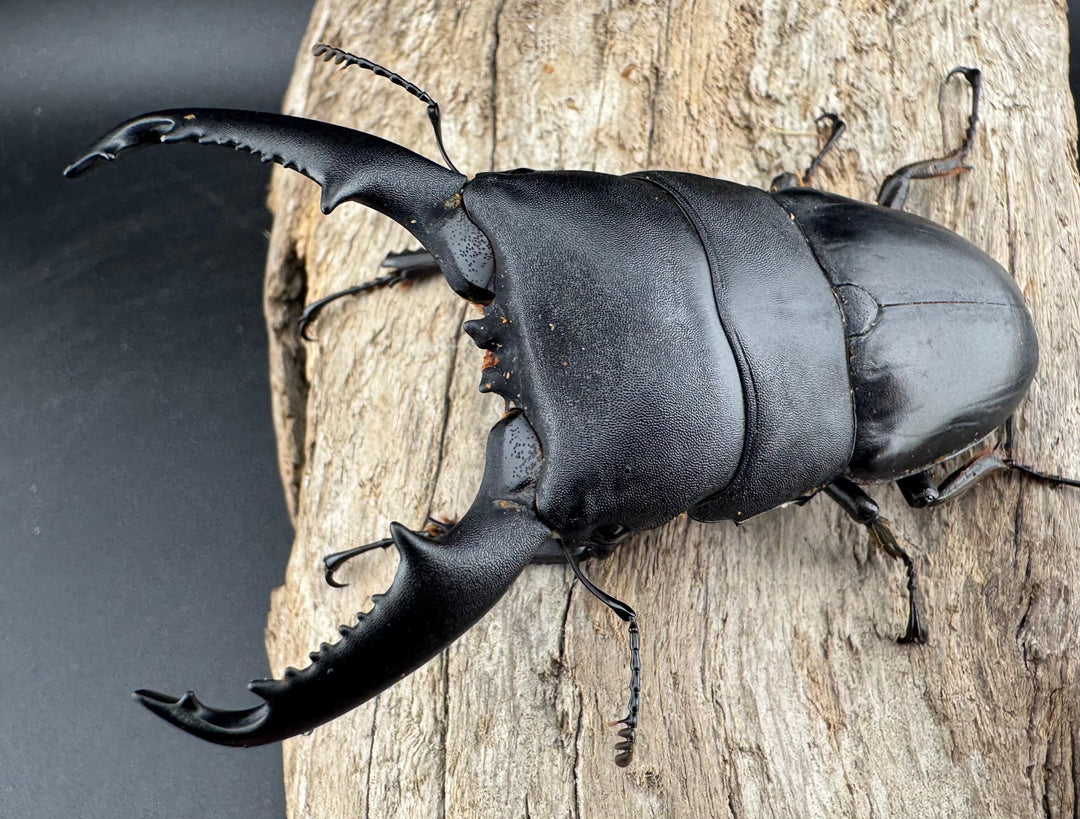 【WD】《ミンダナオヒラタ マラグサン産 86.5mm ペア》