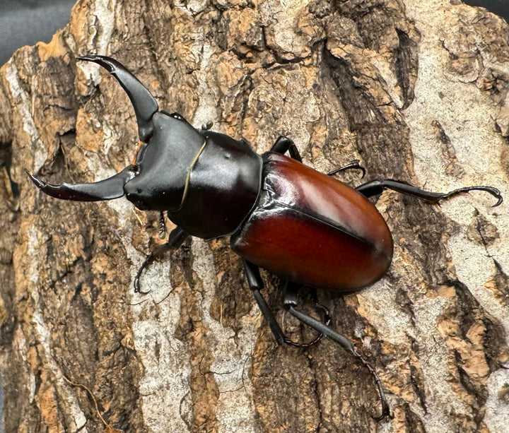 【WD】《マクレイコクワ 45mm ♂♀♀トリオ》