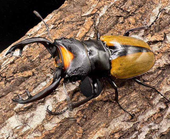 【WD】《ラコダールツヤクワガタ アチェ産 76mm ペア》