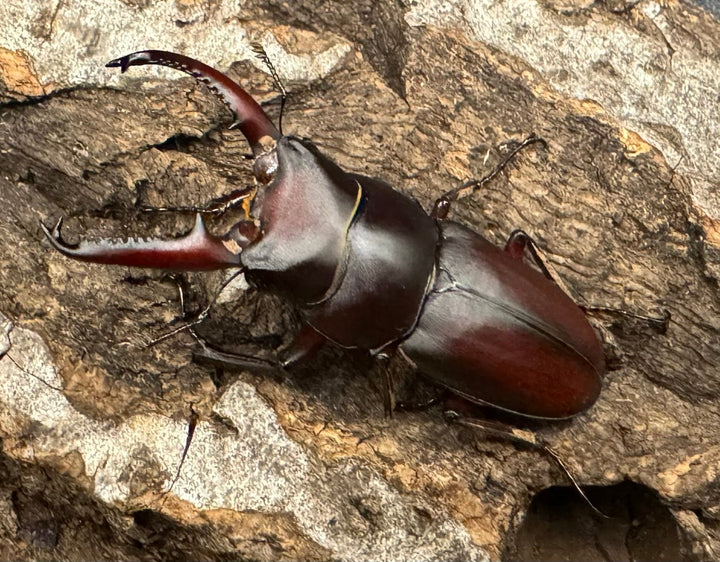 【WF1】《メリディオナリスコクワ ペア》