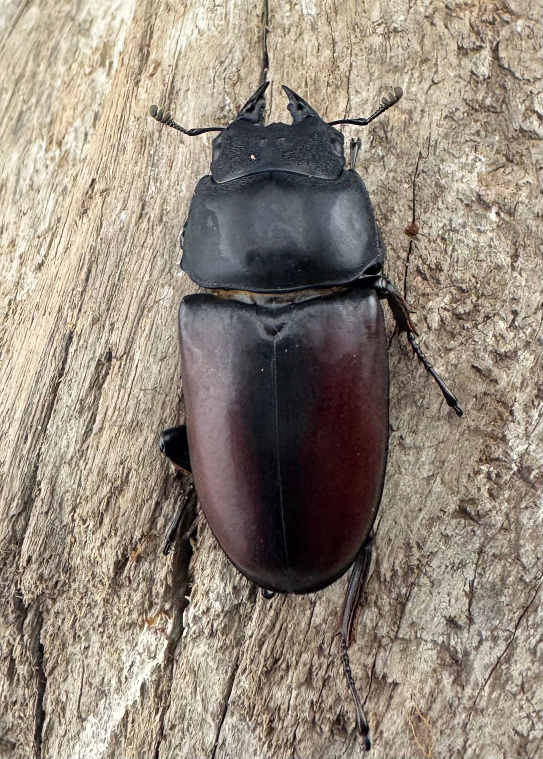 【WD】《ドンキエルコクワ原名亜種 72.5mm ♂♀♀トリオ》