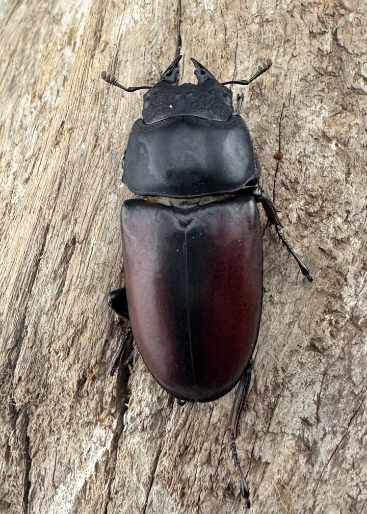 【WD】《ドンキエルコクワ原名亜種 72.5mm ♂♀♀トリオ》