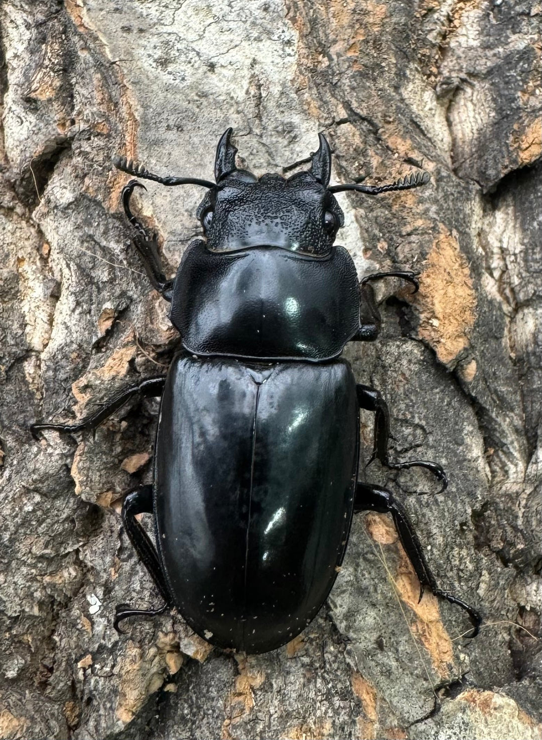 【WD】《セアカフタマタ（パリーフタマタ） 79mm ペア》