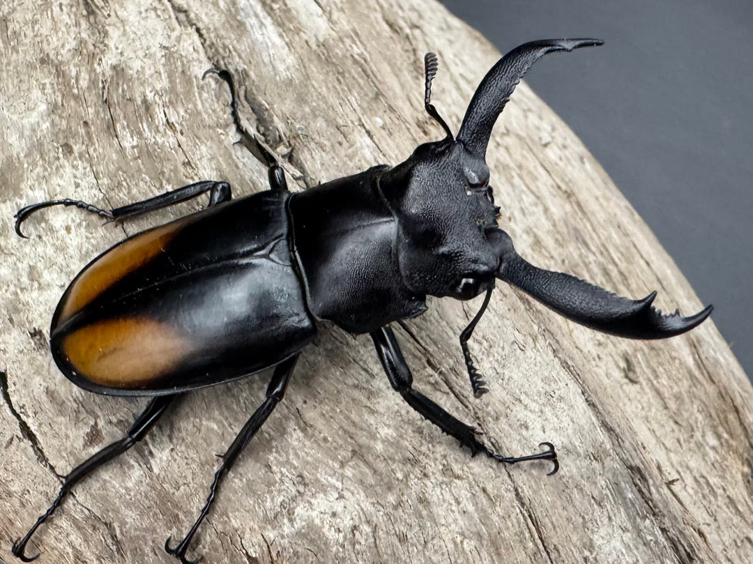 【WD】《セアカフタマタ（パリーフタマタ） 55mm ペア》