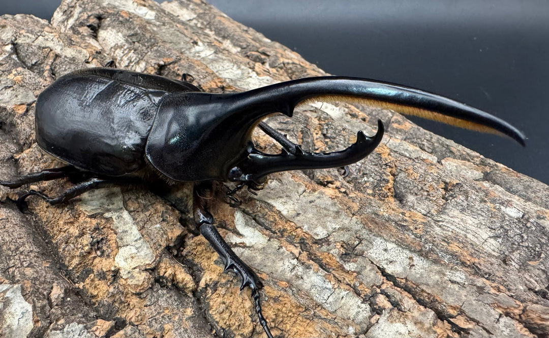 《ヘラクレス・ヘラクレス 125mm ペア》