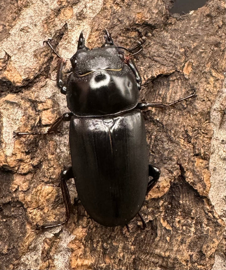 《ドンキエルコクワ亜種ハンプイ（黒ドンキ） 34ｍｍ ♀単》