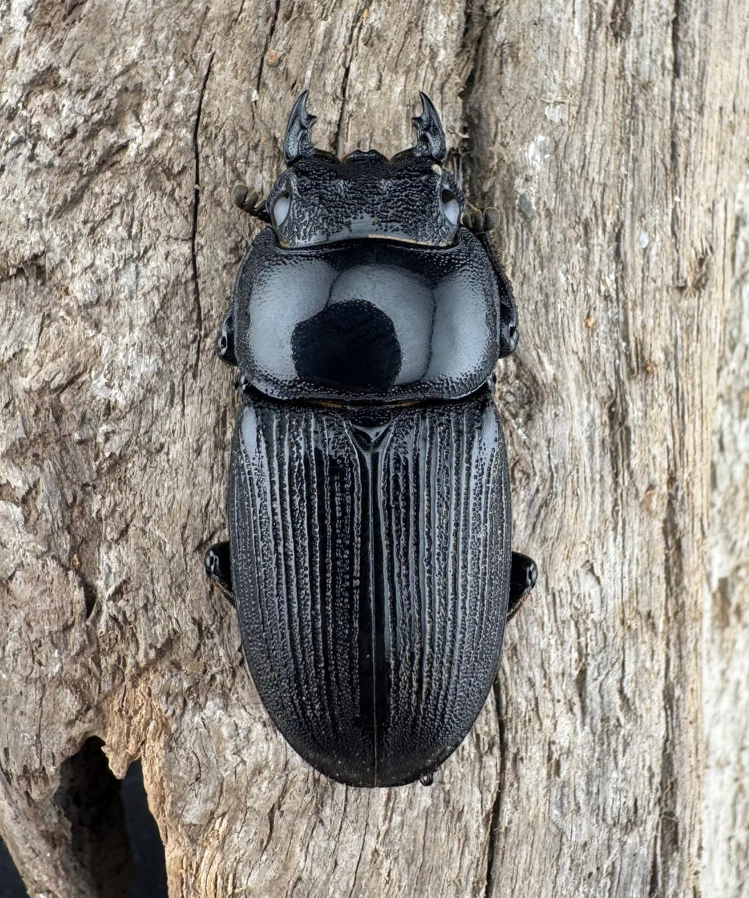 【WD】《ジャワパリーオオクワ 64mm ペア》