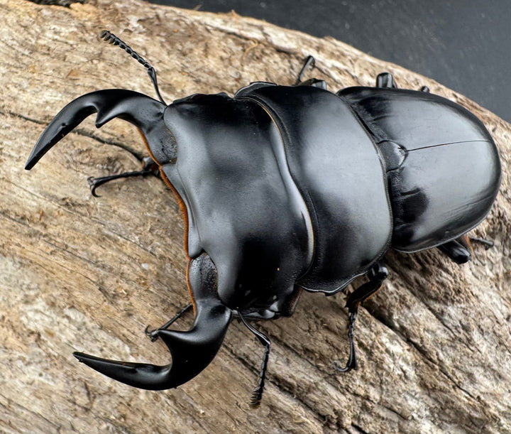 【WD】《アンタエウスオオクワ カオバン産 71mm ペア》