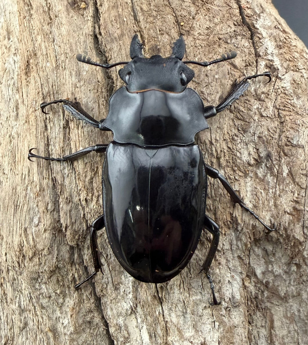 【WD】《ダールマンツヤクワガタ サンギール島産 57.5mm ペア》