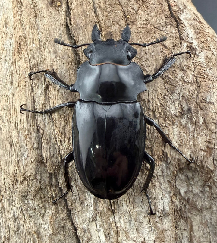 【WD】《ダールマンツヤクワガタ サンギール島産 57.5mm ペア》